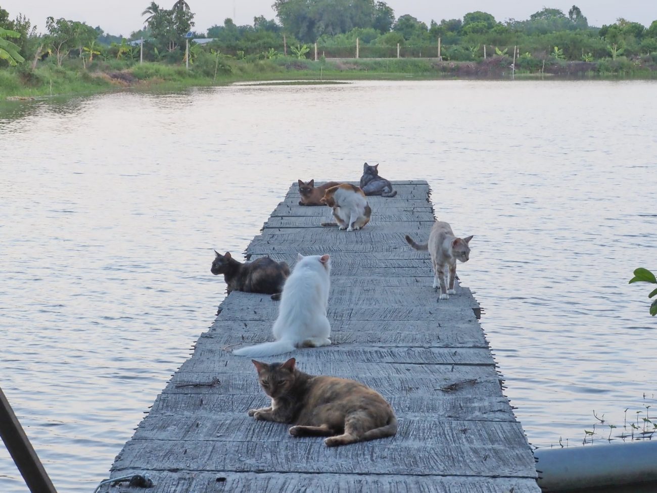 แต่เรือก็ไม่มาสักที วันนี้ก็คงจะกลับไปกินปลาเม็ดในบ้านแทน