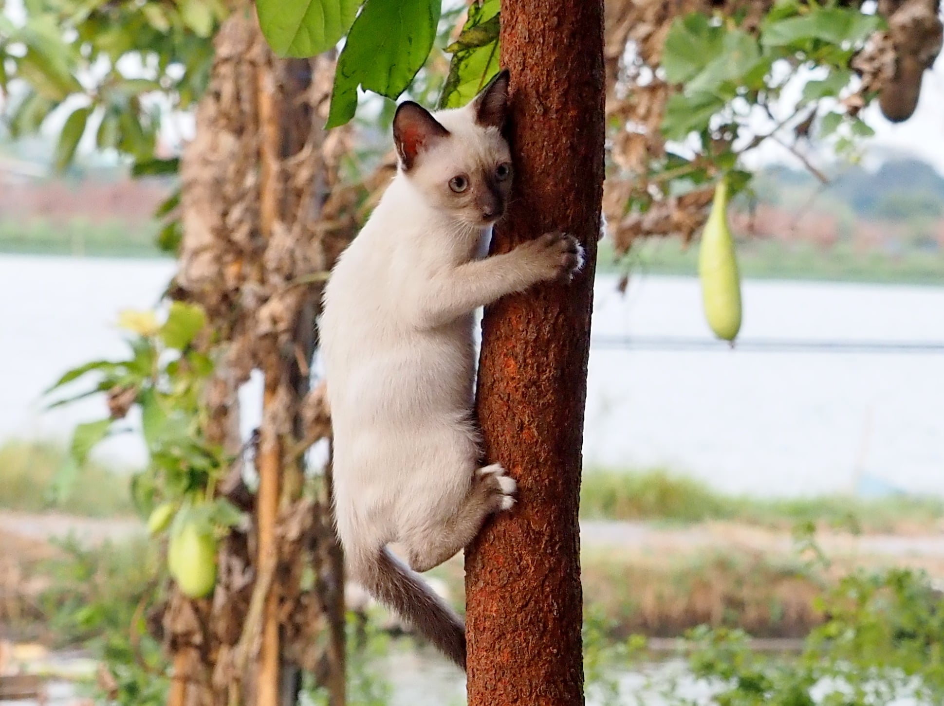 พอเย็นย่ำ ค่ำเรา ต้องเข้าบ้าน 3