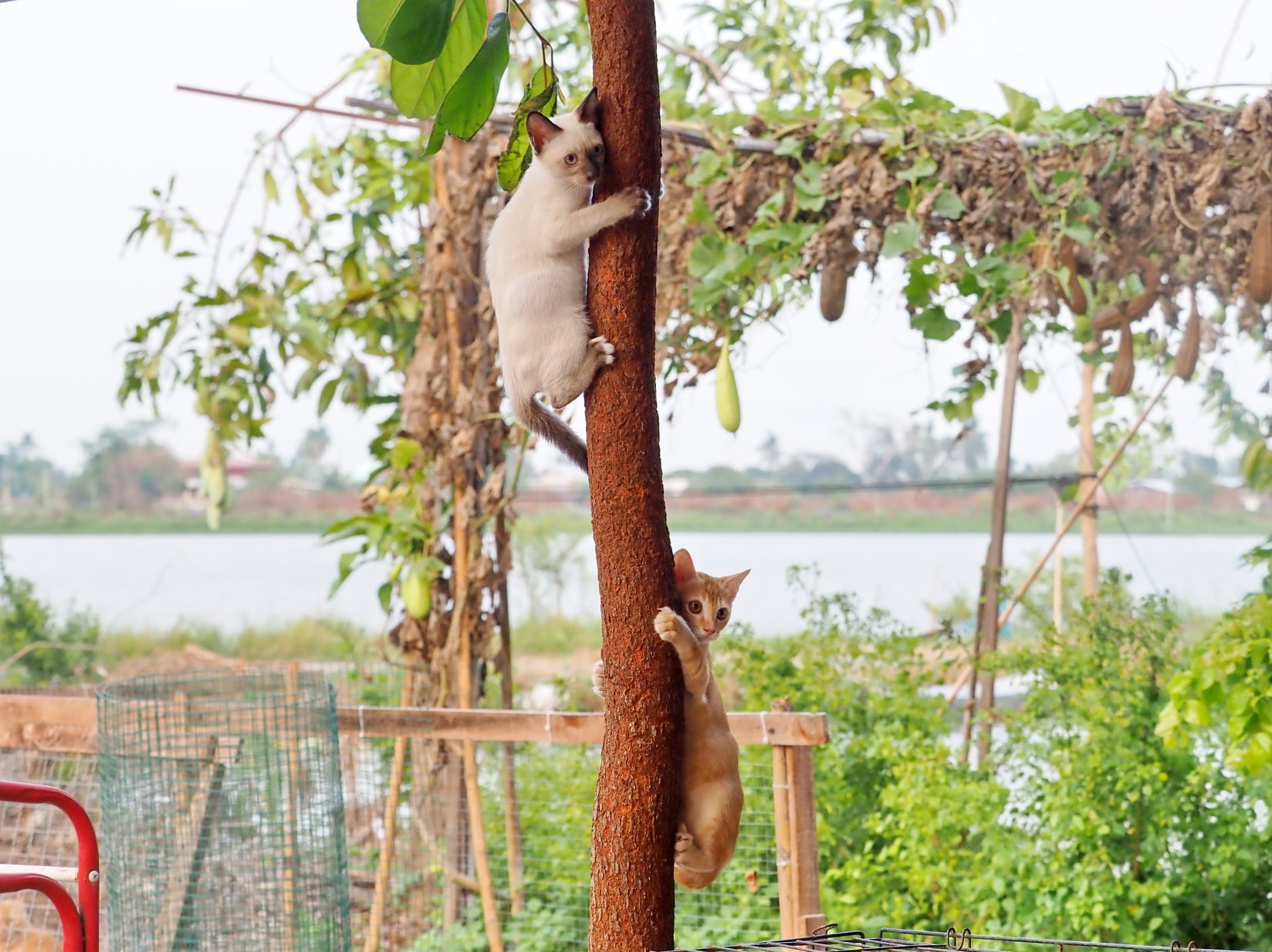 พอเย็นย่ำ ค่ำเรา ต้องเข้าบ้าน 4